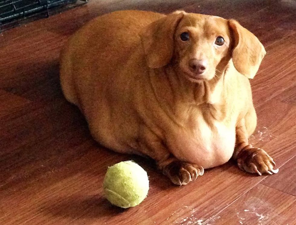 Obesity in dachshund dog