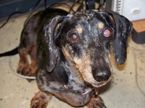 eye infection disease in dachshund dog