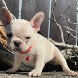 mini french bulldog for sale
