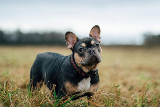 Is French Bulldog the Best?