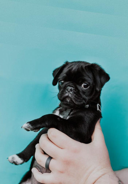 Are Pugs Good for First Time Owners?