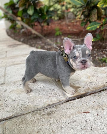 Miniature french bulldog for sale