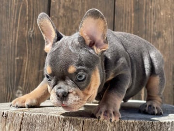 Miniature french bulldog for sale