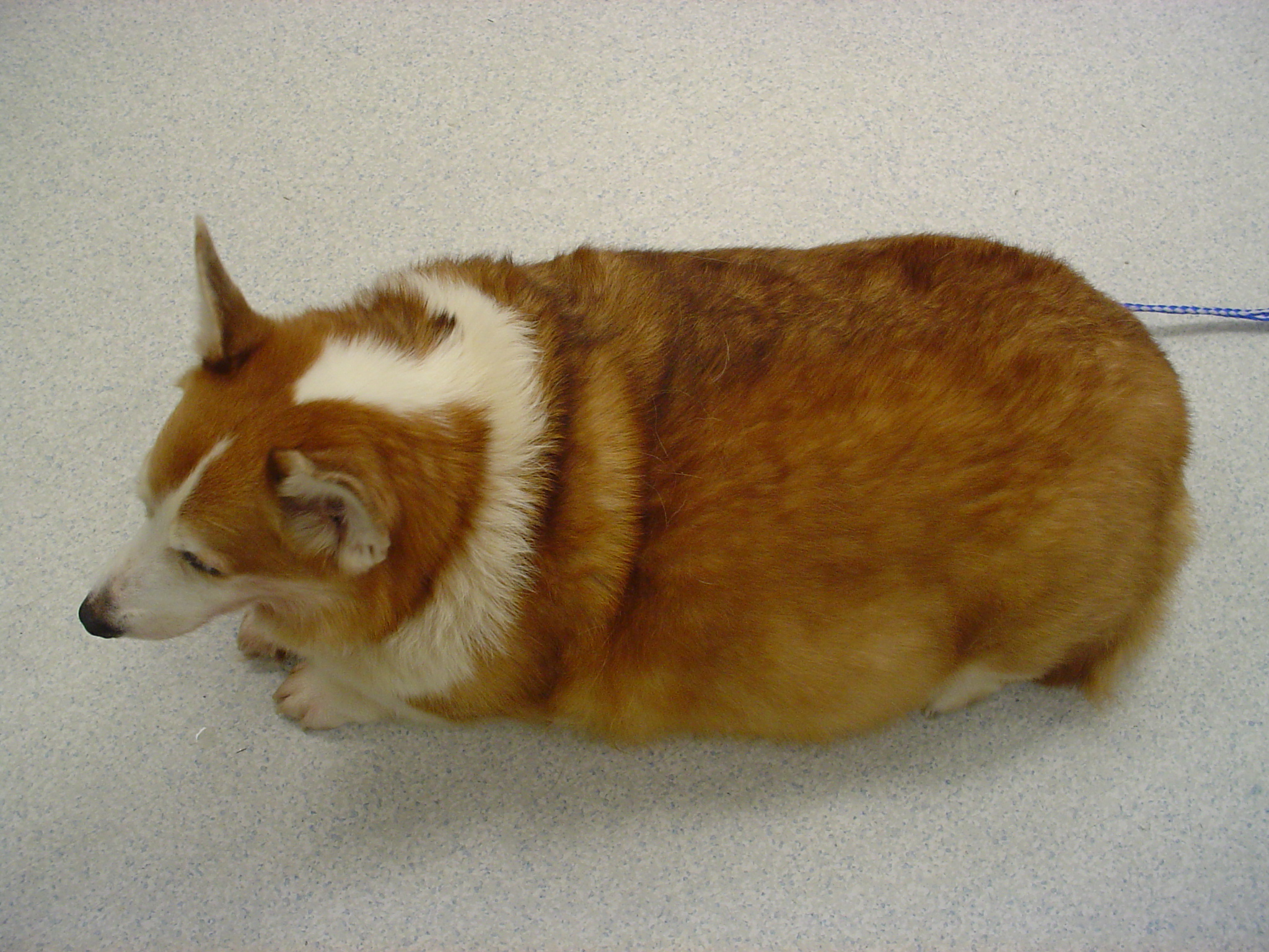 Obesity in pembroke welsh corgi dog