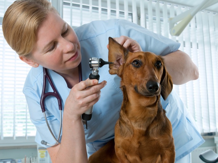 dachshund dog health