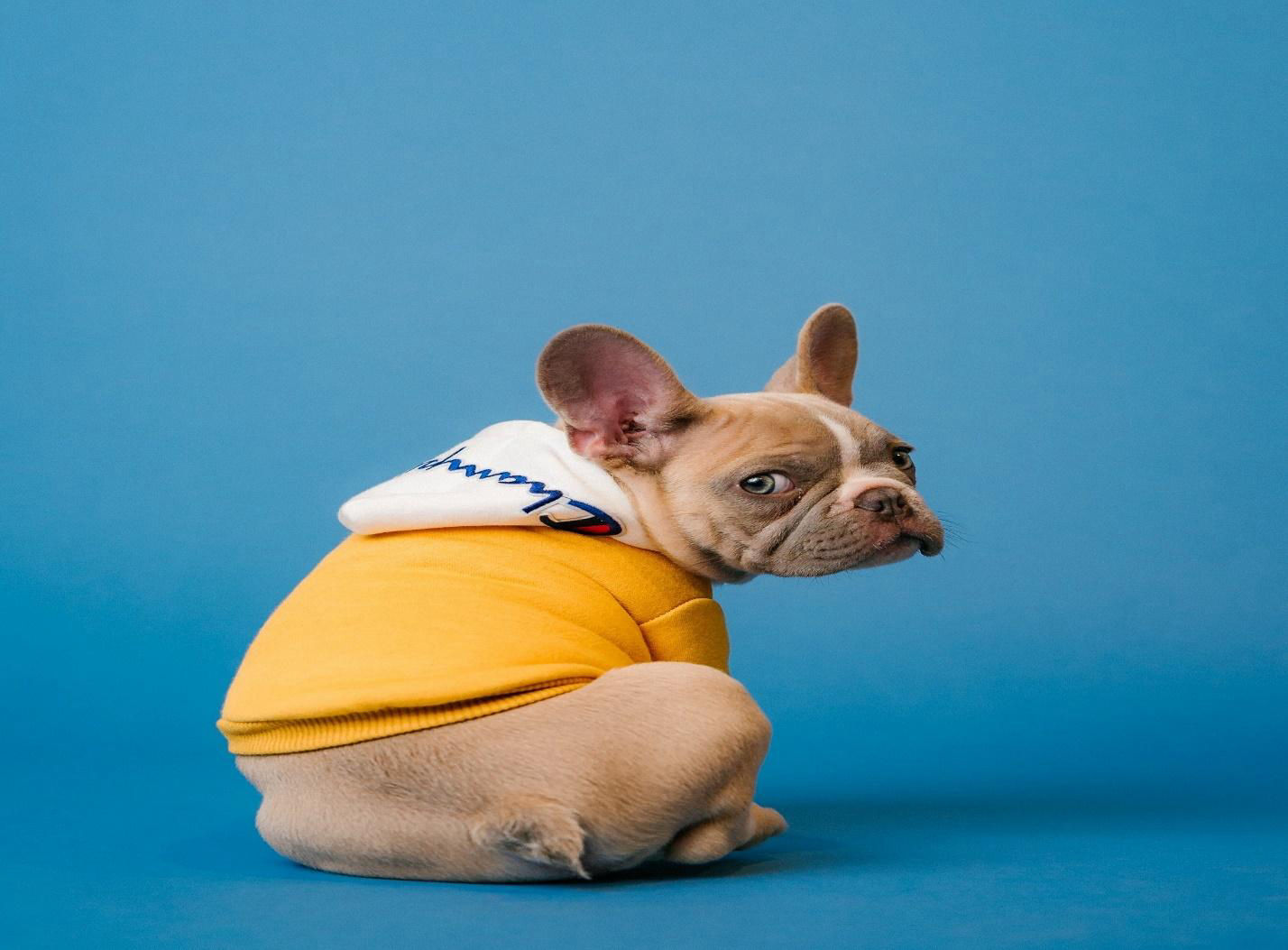 brown french bulldog with clothes