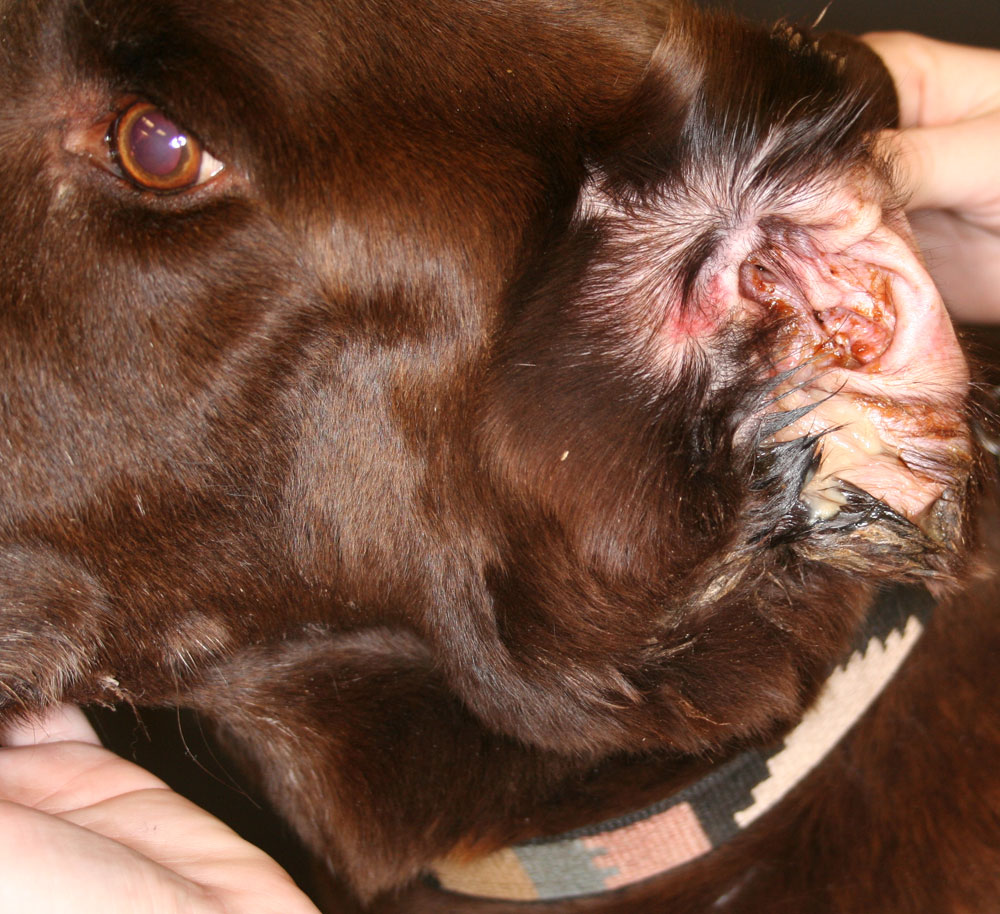 ear infection in dachshund dog