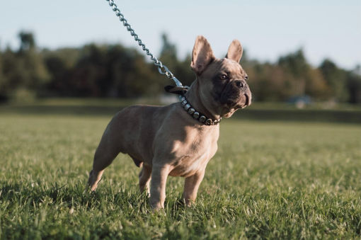 Are French Bulldogs Good Family Dogs? 