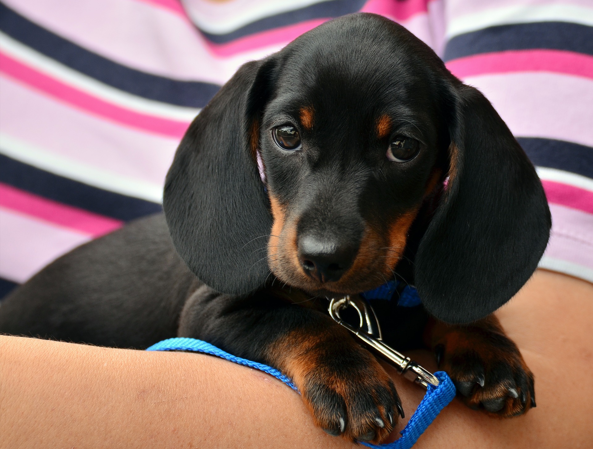 miniature dachshund puppy