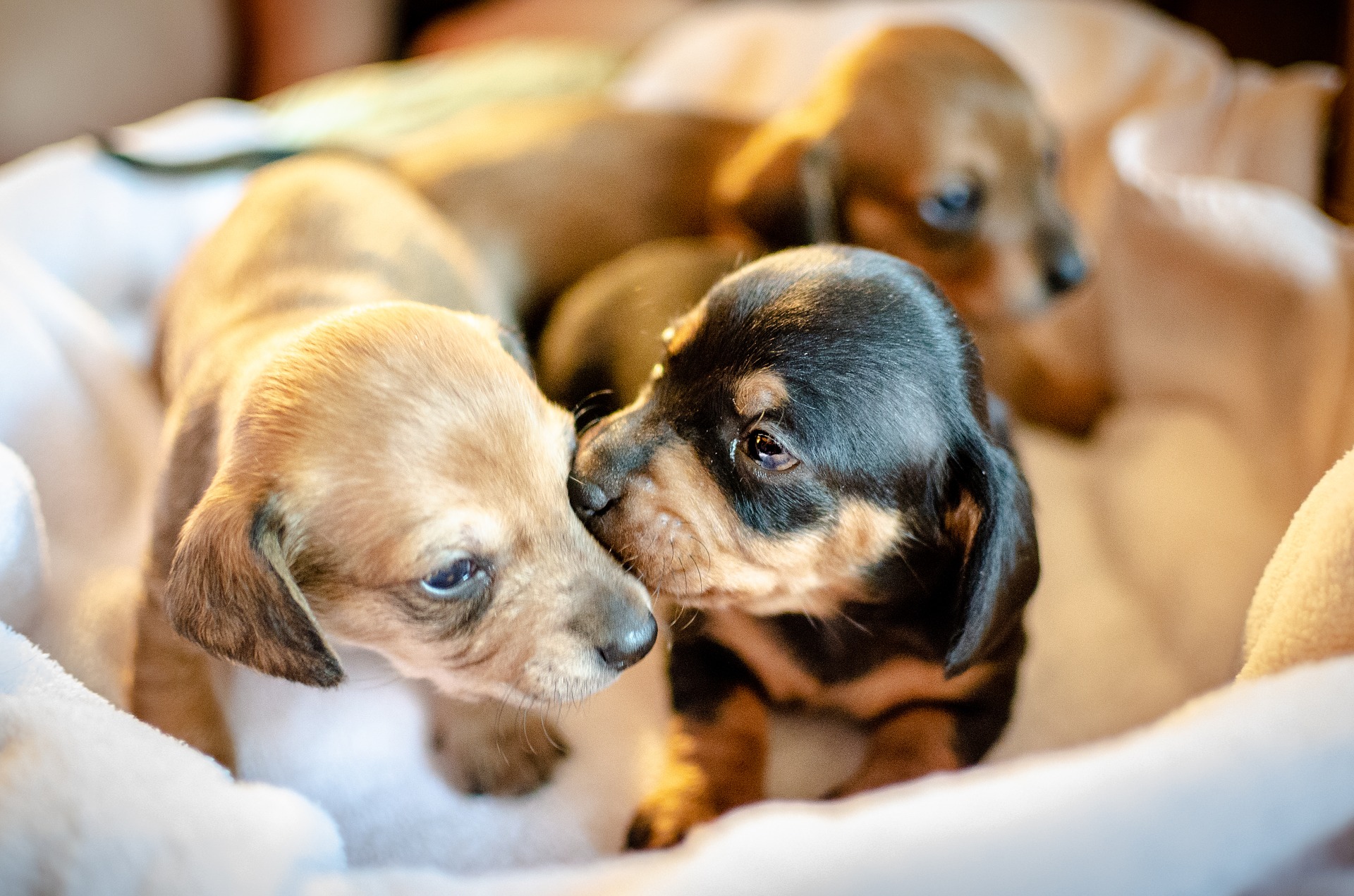 How to take care of a newly Dachshund puppy 