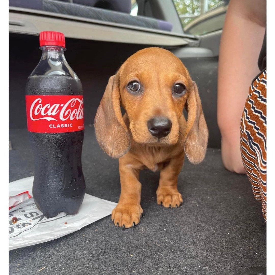 dachshund puppies for sale