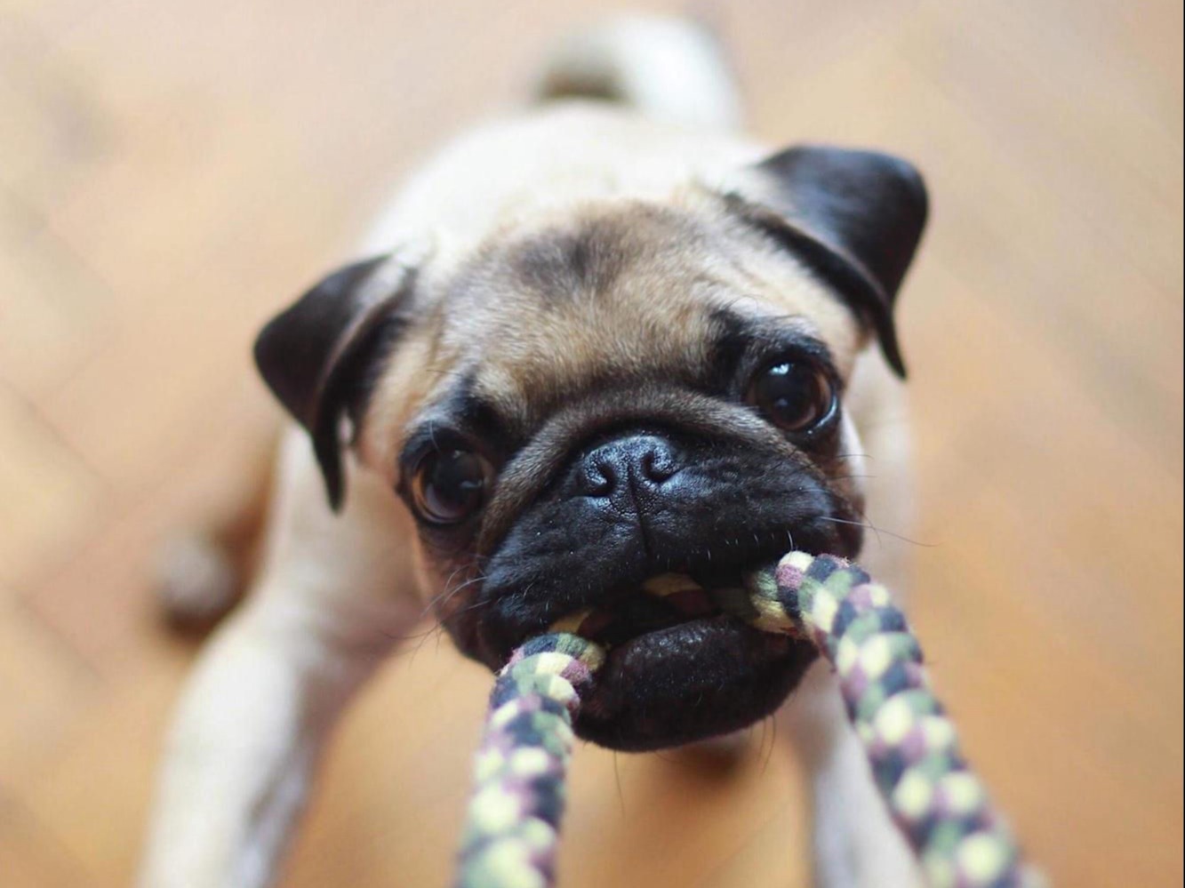 How Much Do Pugs Cost? Are Pugs Expensive