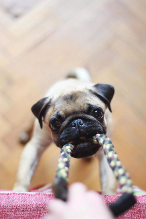 How Much Do Pugs Cost?