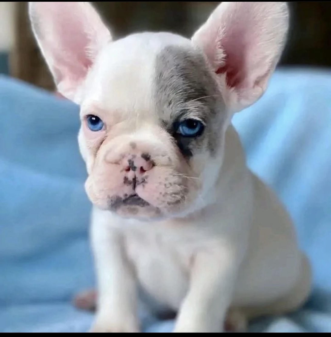 mini french bulldog puppies for sale