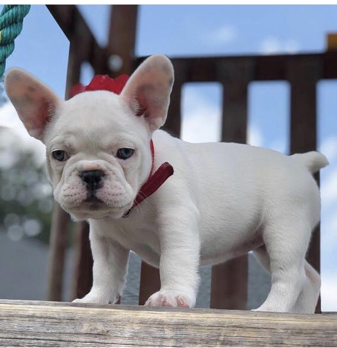 mini french bulldog puppies for sale